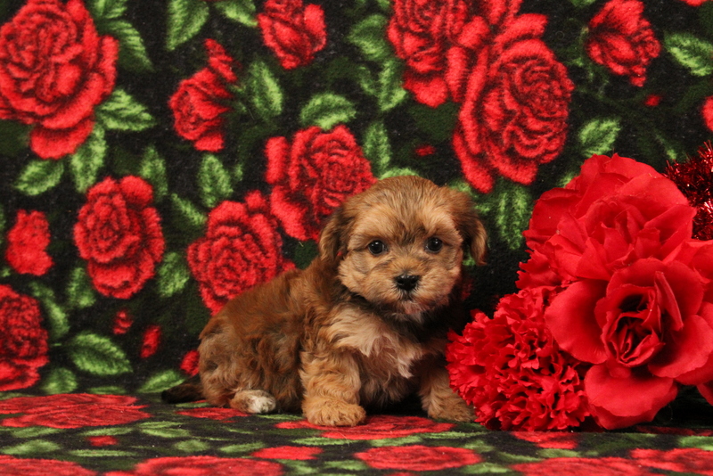 puppy, for, sale, Morkie-Poo, Matthew B. Stoltzfus, dog, breeder, Gap, PA, dog-breeder, puppy-for-sale, forsale, nearby, find, puppyfind, locator, puppylocator, aca